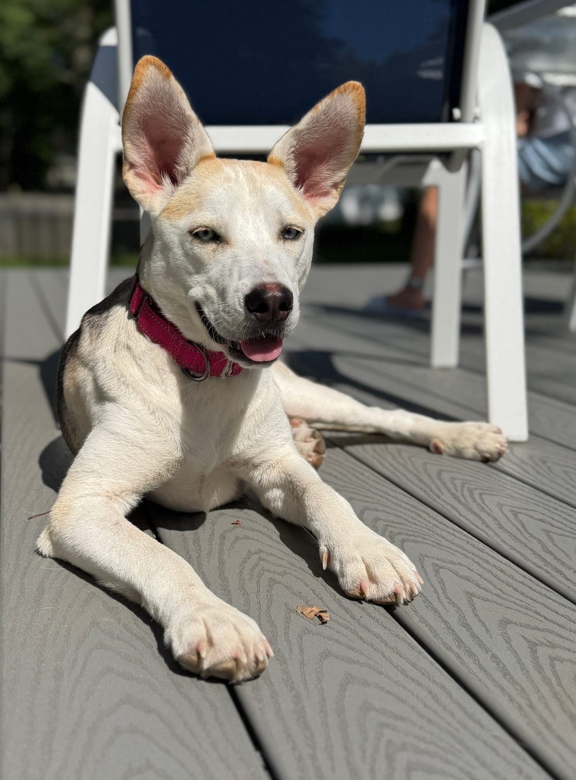 Sparkle is an 11-month-old Cattle Dog-Shepherd mix available through Ziva Dog Rescue in Scotch Plains.