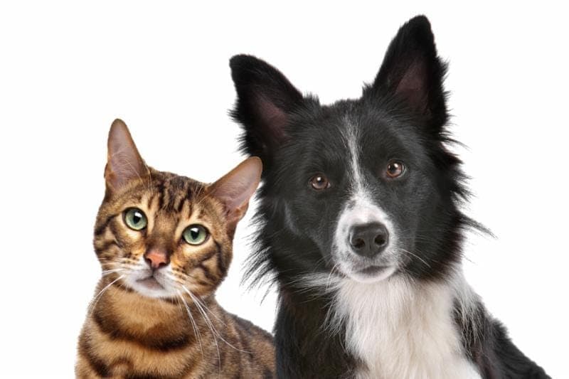 A rabies clinic for dogs and cats will be held November 7 at the Cranford Community Center.